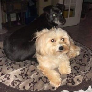 Meet your Posher, Josey